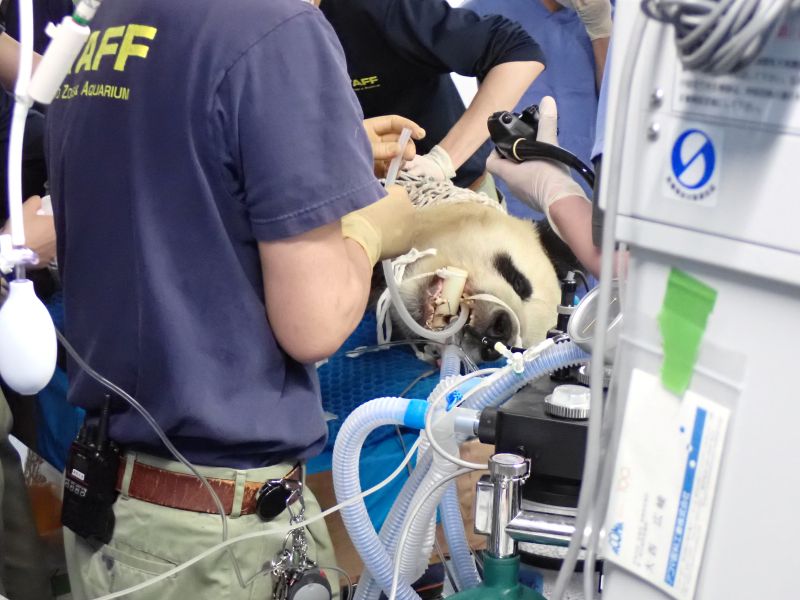 麻酔下での検査